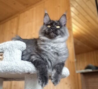 Кошка темная1