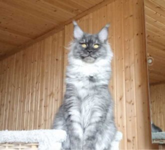 Кошка светлая4