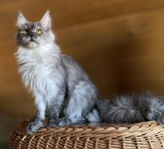 Кошка на столе40