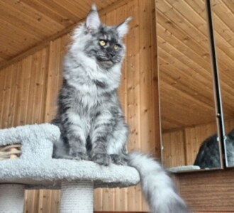 Кошка светлая6