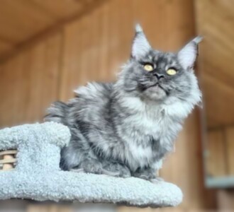 Кошка светлая7
