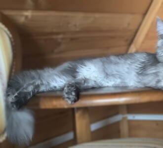 Кошка прилипала8